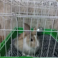 خرگوش نر|موش و خرگوش|همدان, |دیوار