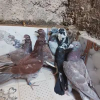 کبوتر