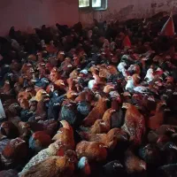 فروش مرغ محلی تخمگذار