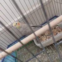 حراج عروس هلندی ماده|پرنده|شیراز, پودنک|دیوار