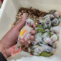 انواع طوطی سرلاکی گرینچیک با کیفیت بالا|پرنده|قائمشهر, |دیوار