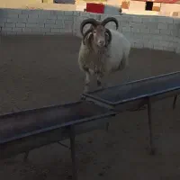 قوچ نر چهار شاخه مغان