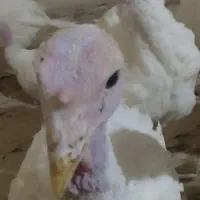 بوقلمون بیوتی|حیوانات مزرعه|همدان, |دیوار