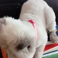 دخترم پشمک نژادش هیمالین|گربه|پردیس, فاز ۹|دیوار