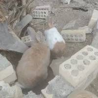 خرگوش نر وماده