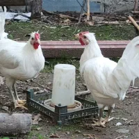 نیمچه خروس گلین|حیوانات مزرعه|رامیان, |دیوار