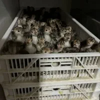 بوقلمون گوشتی برنز و بوربن