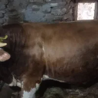 گاو نر|حیوانات مزرعه|کرفتو, |دیوار