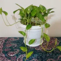 گل پتوس و اگلونما|گل و گیاه طبیعی|تهران, جوادیه|دیوار