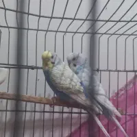 جفت مرغ عشق بالغ سرحال و بازیگوش