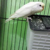 مرغ عشق سفید سالم شیطون