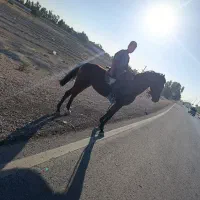 فروش اسب مادیون