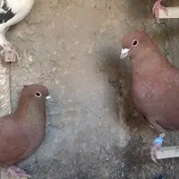 جفت گلی کلایی