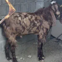 فروش بز پازن
