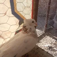 چند جفت کفتر هرکس خواست تا قیمت بدم|پرنده|مه ولات, |دیوار