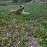 سگ سرابی 2ساله