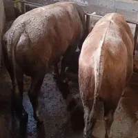 گوساله پرواری سیمینتال چاق سرک دار|حیوانات مزرعه|قائمشهر, |دیوار