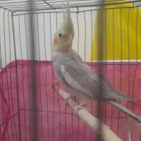 عروس هلندی نر بچه