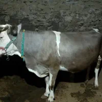 فروش گاو شیری سویسی|حیوانات مزرعه|کلاترزان, |دیوار