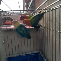 . طوطی کوتوله نژاد دار خاص .نجف آباد|پرنده|نجفآباد, فردوسی شمالی|دیوار