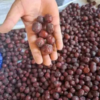 عناب درهم درشت جلگه ماژان