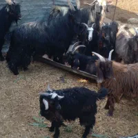 تی بز چپش پازن|حیوانات مزرعه|اندیمشک, |دیوار