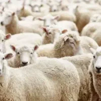 ارسال گوسفند زنده به سراسر تهران