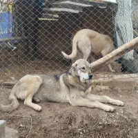 واگذاری توله عراقی 7ماهه