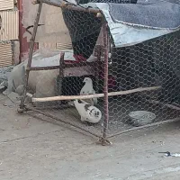 کبوتر