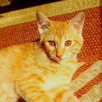 واگذاری گربه