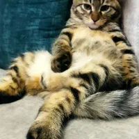 گربه گم شده