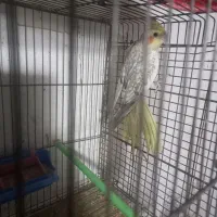 طوطی عروس ماده گلباقالی ۱ساله