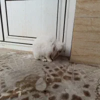 خرگوش ماده نژاد لوپ( عادت ماهانه ندارد )همراه قفس|موش و خرگوش|زنجان, |دیوار