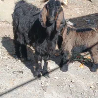 بز و بزغاله|حیوانات مزرعه|کرمانشاه, |دیوار