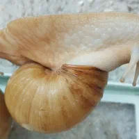 حلزون