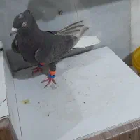 کفتر|پرنده|گرگان, |دیوار