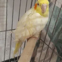 جوجه عروس هلندی