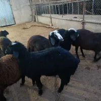 بره شیرمست درجه یک