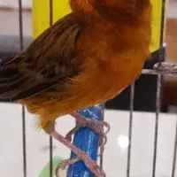 قناری نر‌ سرخ