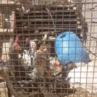 خروس گلین برای نگهداری و سربری|حیوانات مزرعه|شیراز, سلطان آباد|دیوار