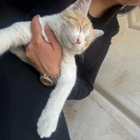 واگزاری گربه رایگان|گربه|تهران, بلوار کشاورز|دیوار