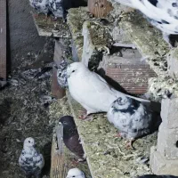 کفتر یا کبوتر|پرنده|صوفیان, |دیوار