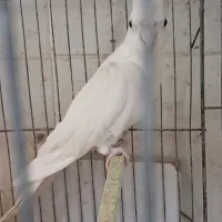 جفت عروس آلبینو کار داده و درشت