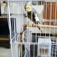 یک جفت عروس هلندی نر و ماده بالغ تخم گذار|پرنده|اصفهان, سپاهان‌شهر|دیوار