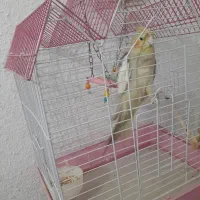 پرنده عروس نر|پرنده|کیلان, |دیوار