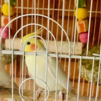 فروش عروس هلندی لوتینو مولد