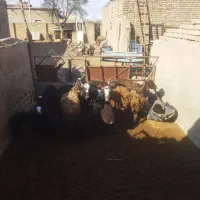 میش جوان فروش تکی و عمده