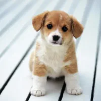 سگ پیدا شده