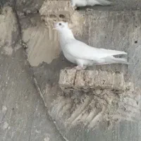 سه تاکبوترگرفتنی نردوری|پرنده|اهواز, بهارستان|دیوار