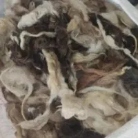 پشم گوسفند